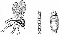 Пчелиная муха-горбунья, ее личинка (голова внизу) и куколка